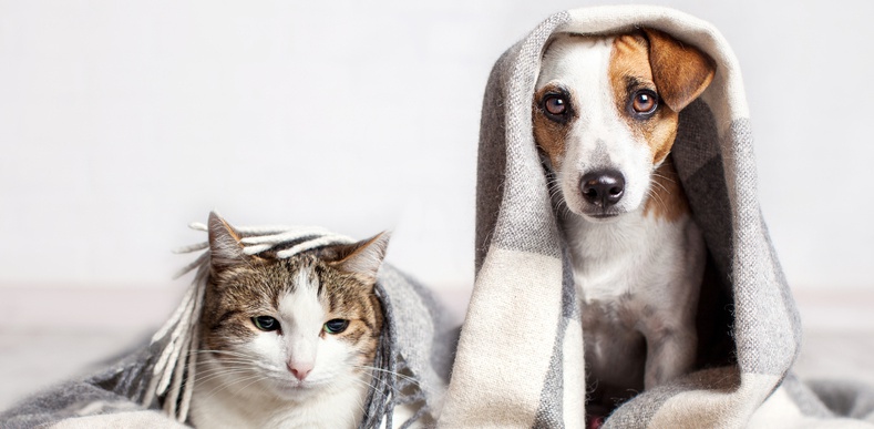 Cute cat and dog