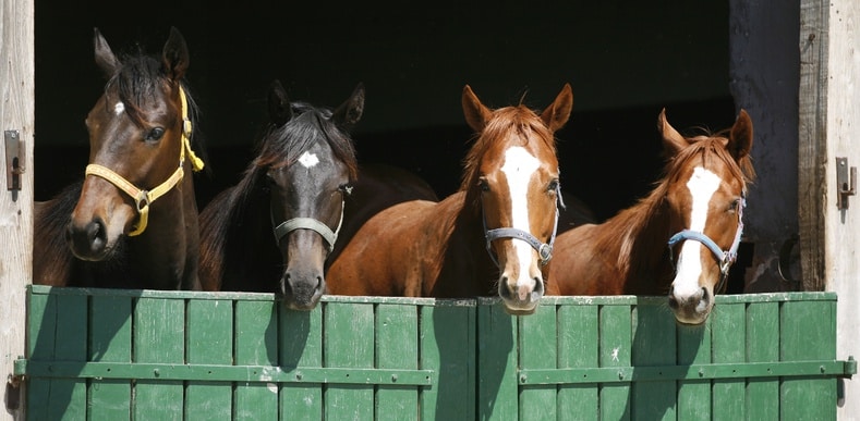 Four horses in a stable