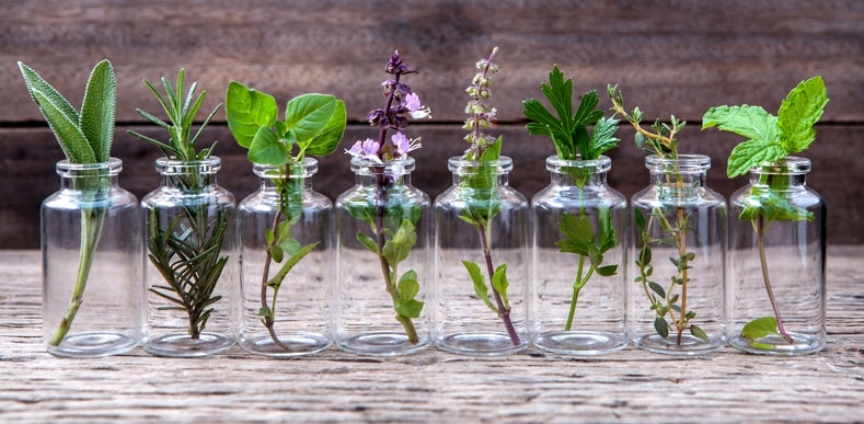 Variety of plants in bottles